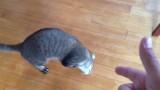Des chats drôles font le mort après être visés par la main de leur maître !