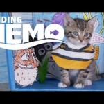 Un remake de Nemo avec des chatons !