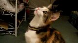 Un chat qui miaule en non-stop !