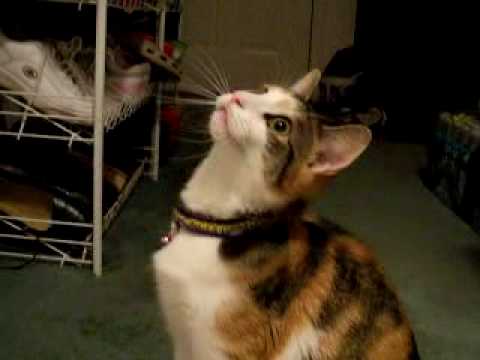 Un chat qui miaule en non-stop !