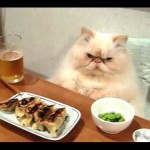 Des chats qui agissent comme des humains