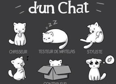 Chats Drôles Vidéos De Chats Part 7