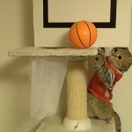 Des chats jouent au basket !