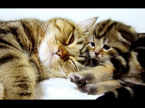 Un maman chat parle à ses chatons. Trop mignon