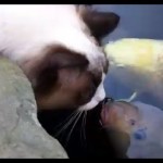 Un chat joue (gentiment) avec un poisson