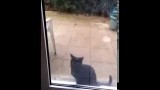 Un chat fait BIEN comprendre à son maître qu’il veut rentrer