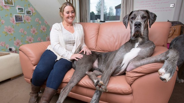 Le plus gros chien du monde