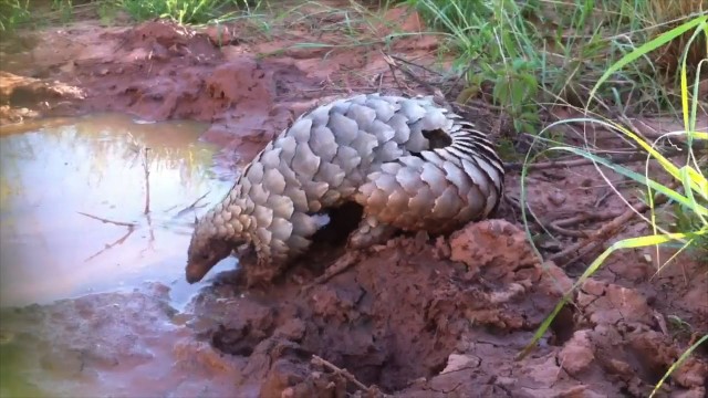 Un pangolin s’amuse dans la boue