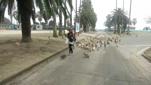 Une floppée de lapins courre après une fille !