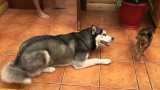 Un husky réclame de l’attention à un chat