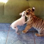 Regardez ce que ce Bébé Tigre fait à ce Chien