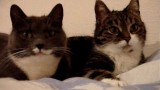 Comment Deux Chats Parlent ?
