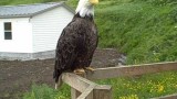 Tout est normal : Je suis un Chat et Mon ami est un Aigle