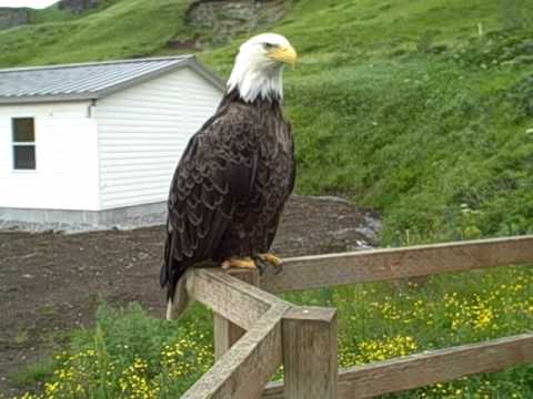 Tout est normal : Je suis un Chat et Mon ami est un Aigle