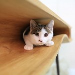 Une Table designée pour les Chats (et les Humains)