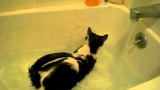 Les chats AIMENT l’eau..