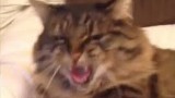 Bon Jovi, le Chat le plus Méchant du Monde