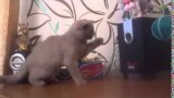 Un Chat essaye d’Attraper le Son des Basses d’une Enceinte !