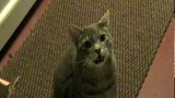 Le Chat qui fait Hey !