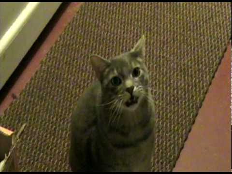 un chat qui fait peur
