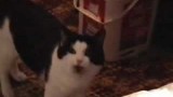 Les Miaulements de ce Chat sont Effroyables