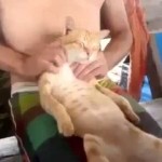 Un Chat se paye un Massage de folie