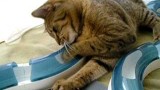 Un circuit lumineux pour rendre fous vos chats !