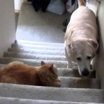 Un Chien a Super Peur d’un Chat ! Réussira-t-il à passer ?