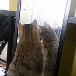 Un Chat se Bat contre un Miroir