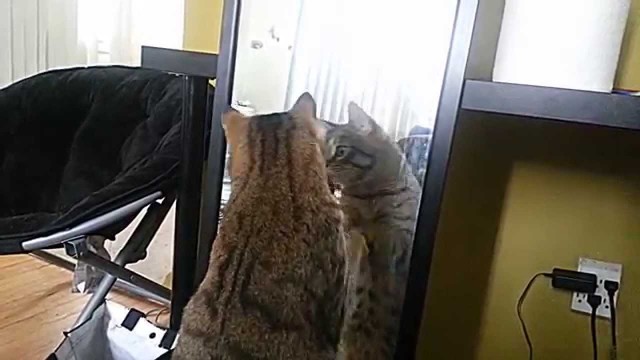 Un Chat se Bat contre un Miroir