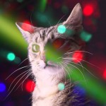Meow Mix : Des Chats mixent et Dansent en Boîte