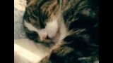 Il ne Fallait pas Réveiller ce Chat !