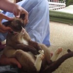 Un Chat se fait faire un Massage Thaï !