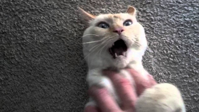 Des 1000iers De Videos De Chats Chats Droles Chats Mignons Chats Marrants Part 3 Des 1000iers De Videos De Chats Chats Droles Chats Mignons Chats Marrants Part 3