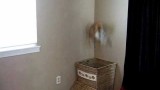 Un Chat fait des Sauts de Folie pour Attraper du Linge !