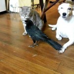 Un Corbeau nourrit un Chat et un Chien