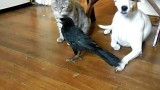 Un Corbeau nourrit un Chat et un Chien