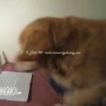 Un Chien se Fait Peur en regardant une Vidéo de Chat