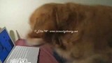 Un Chien se Fait Peur en regardant une Vidéo de Chat