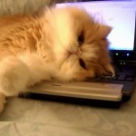 Un Chat dort sur un Ordinateur et Refuse qu’on y Touche