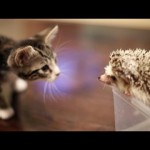 Quand un Chaton rencontre un Bébé Hérisson…