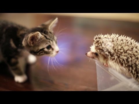 Quand un Chaton rencontre un Bébé Hérisson…