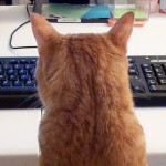 Travailler avec un Chat….