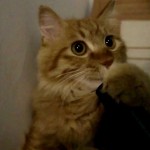 Un Chat Aspire un… Aspirateur…