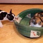 Quand un Chien essaye de récupérer son Coussin…