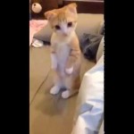 Un Chat Attend Patiemment que son Lit soit Prêt