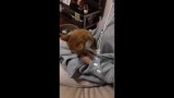 Comment Vraiment Profiter de son Chat ?