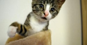 Compilation de chats qui miaulent et ronronnent