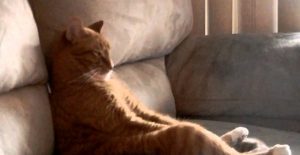 Un Chat regarde un Concert de Hard Rock à la Télévision