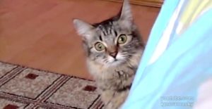 Ce Chat a une Idée en tête... et ça pas être sympa